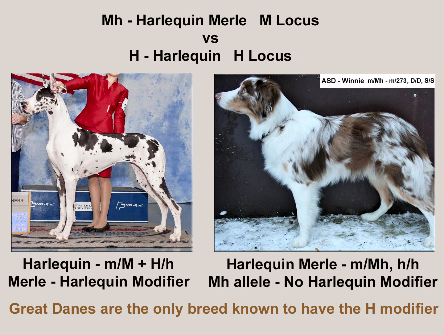 Educational Charts And Diagrams Merlesineinsertionfrommcmh